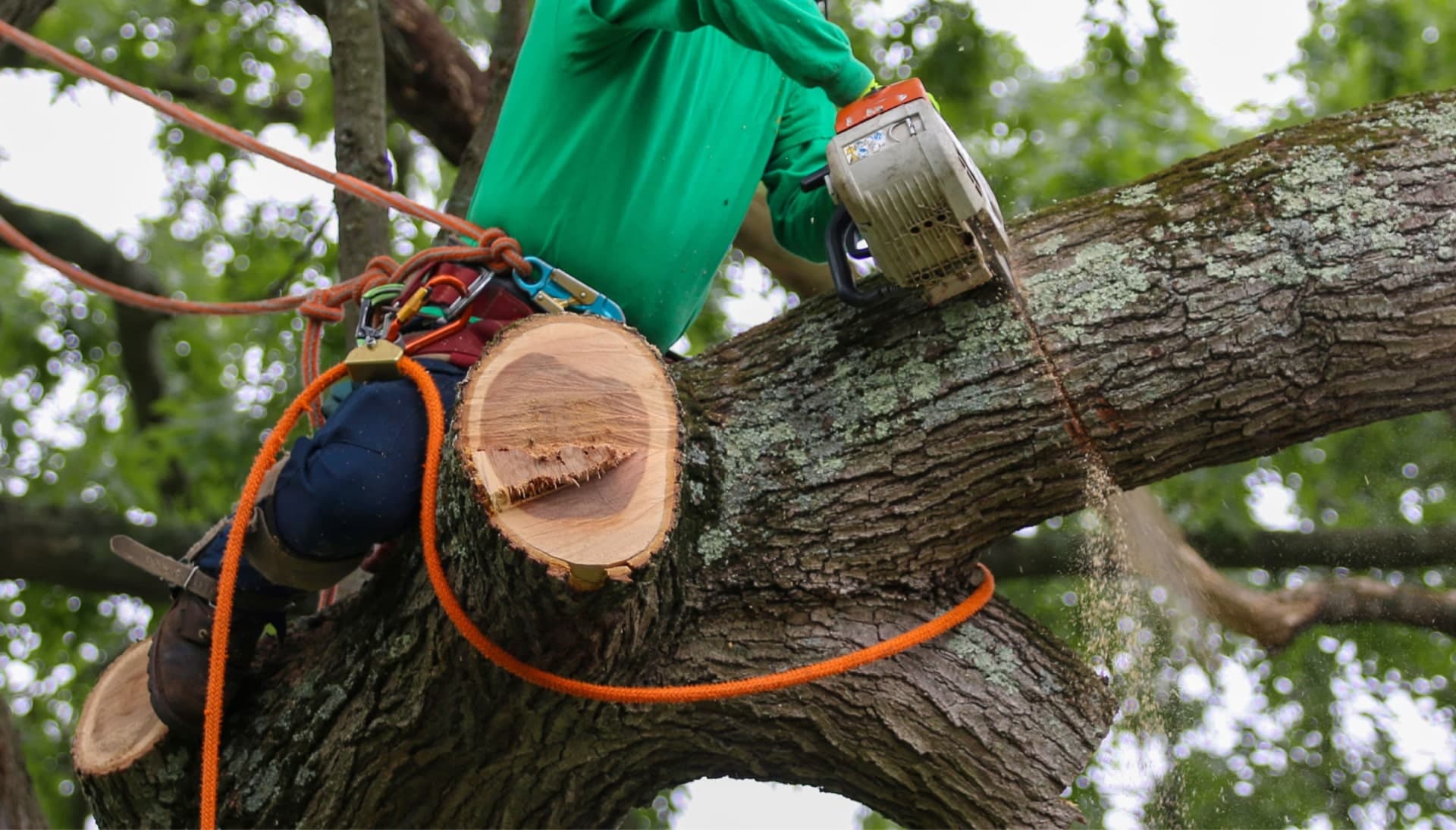 Shed your worries away with best tree removal in Georgetown