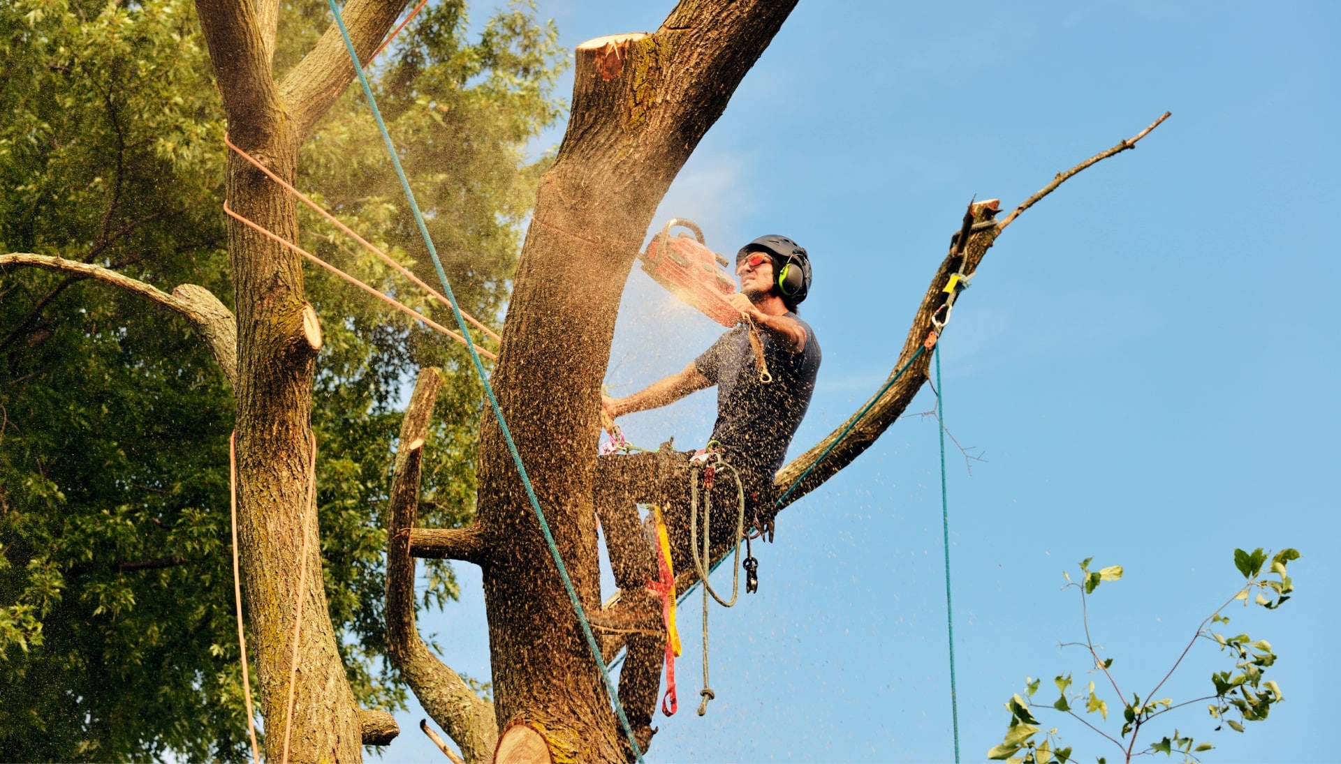 Get rid of tree problems with the expert tree removal contractors in Georgetown