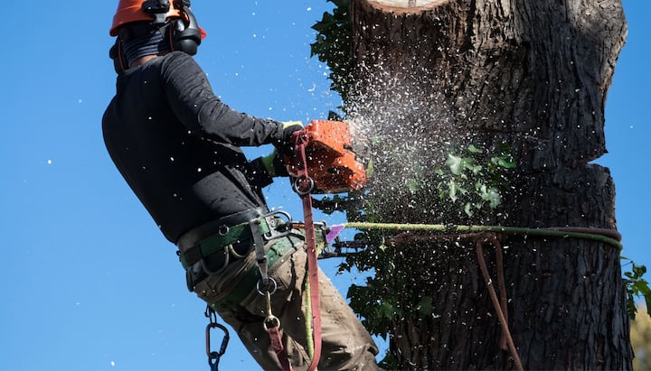 Professional Tree removal solutions in Georgetown