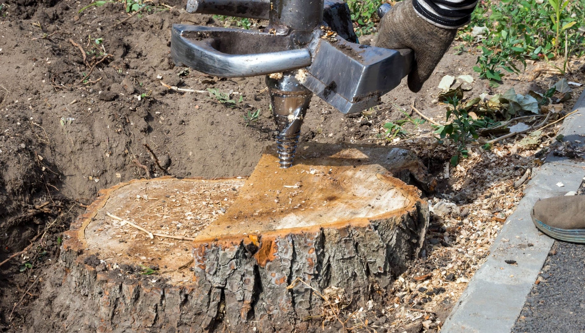 Georgetown Tree stump removal